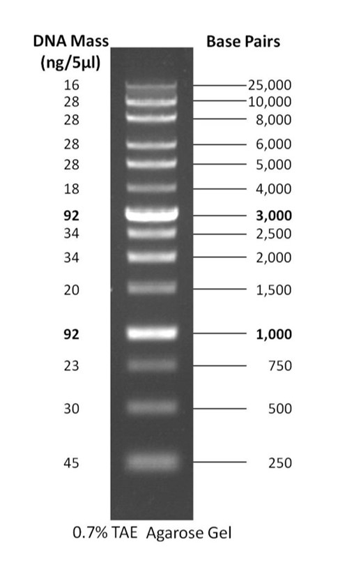 GoldBio/1kb以上™ DNA梯形图/2x500µL/D011-1000