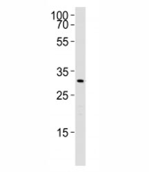 NSJ Bio/Cebpb Antibody (F52597)/0.4 ml/F52597-0.4ML