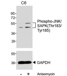 NSJ Bio/phospho-JNK/SAPK Antibody (pThr183/Tyr185) (F53948)/0.2 ml/F53948-0.2ML