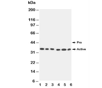 NSJ Bio/Caspase-9 Antibody (R30673)/100 ug/R30673