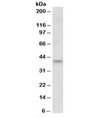 NSJ Bio/JUND Antibody (R33312)/100 ug/R33312-100UG