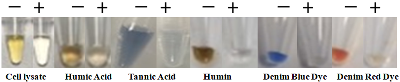 Bioclone/BcMag™ One-Step Bacteria DNA Purification Kit/100x preps/AE102