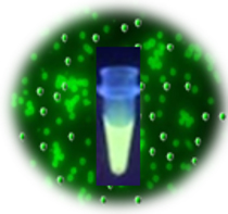 Bioclone/5 μm BcMag™ Protein G Terbium Fluorescence Magnetic Beads/1.5 ml/HN104