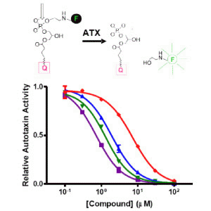 Echelon/Autotaxin Inhibitor Screening Assay Service/SAMPLE/T-4200
