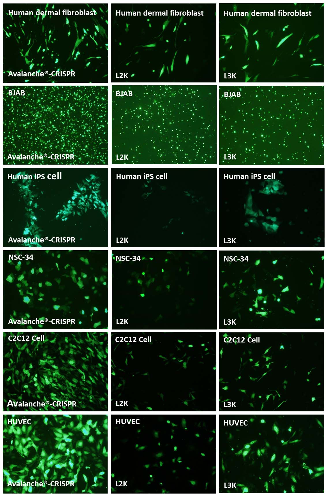 EZ Biosystems/Avalanche®-CRISPR Transfection Reagent/1.5 ml/EZT-CRPR-1-1.5 ml