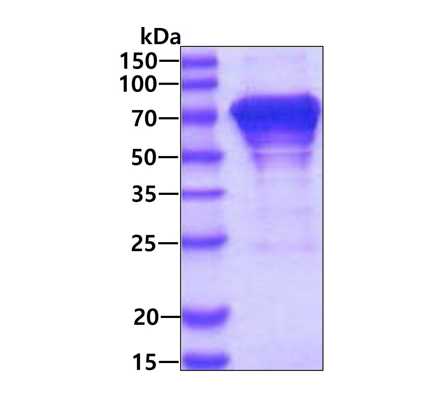 Nkmaxbio/Recombinant human HSPA8/HSC71 protein/500ug/ATGP0415-500ug