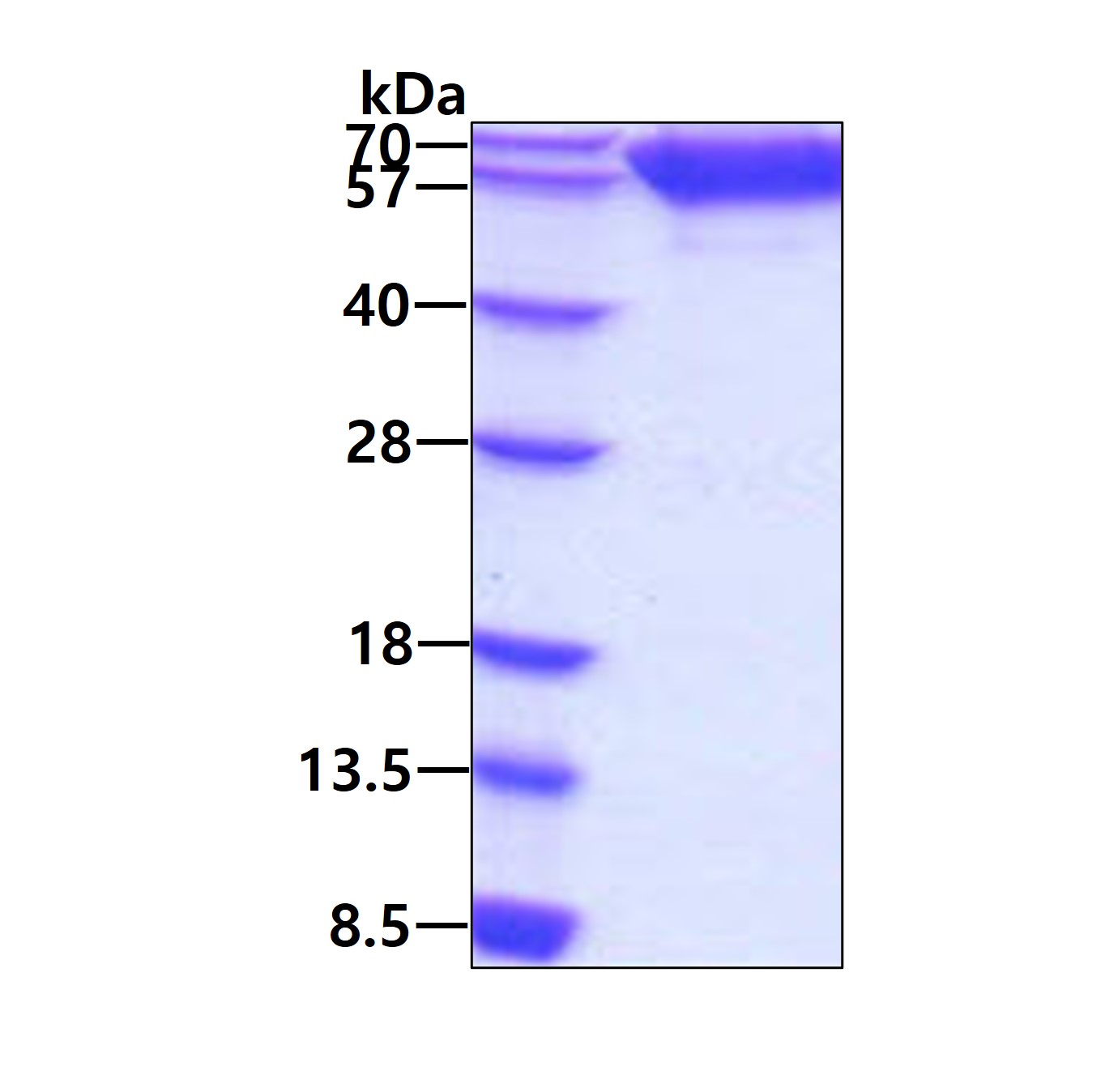 Nkmaxbio/Recombinant human TrkB protein/250ug/ATGP3264-250ug