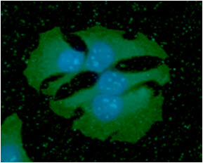 Nkmaxbio/Human Podoplanin antibody/100ul/APD0833-100ul