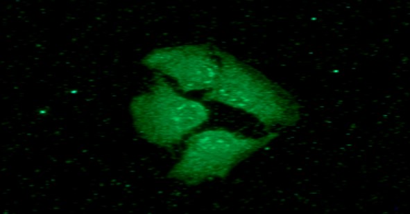 Nkmaxbio/Human 14-3-3 epsilon antibody/100ul/ATGA0124-100ul